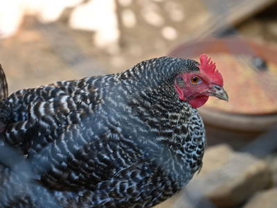 Bild 11 aus  Haus Eichin