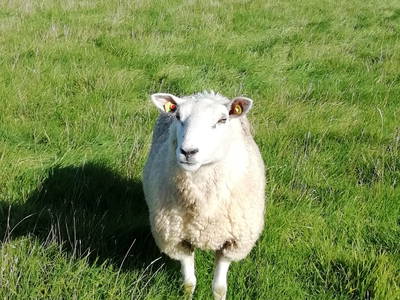 Bild 12 aus  Ferienhof Blocksberg