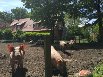 Guck mal...unsere glücklichen Schweine!