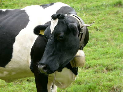 Bild 16 aus  Springhansenhof im Schwarzwald