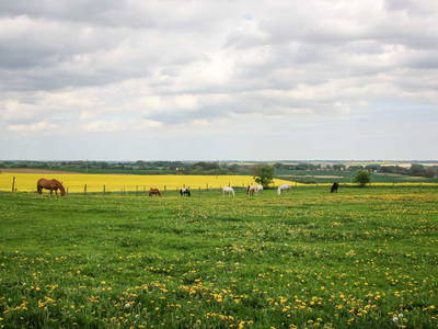 Bild 11 aus  Pferdehof Ruhnau FN