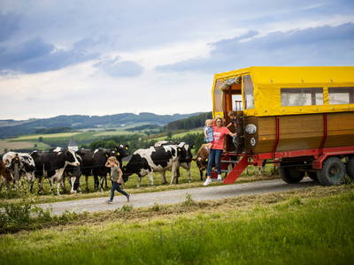 Planwagenfahrt mit Kühe treiben