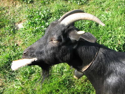 Bild 27 aus  Raffreiderhof