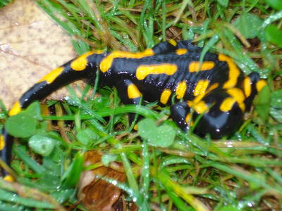 Bild 42 aus  Ferienhof Hohe - Familienfreundlicher Bio Bauernhof in idyllisch gelegenem Dorf.