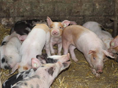 Bild 13 aus  Hof Grünberg