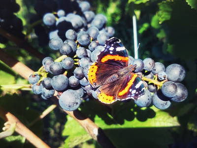 Bild 17 aus  Weingut und Gästehaus Kruft-Willems