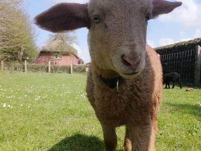 Bild 24 aus  Ferienhof Wichmann