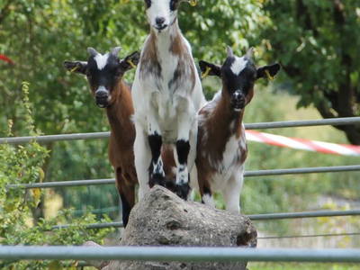 Bild 39 aus  Ferienhof Buchberger