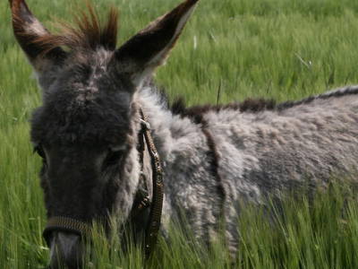 Bild 24 aus  Backhaus Grüntal