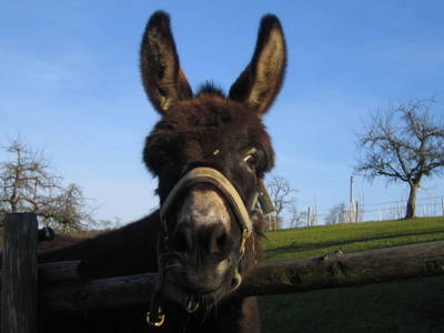 Bild 12 aus  Kirschhof am Bodensee