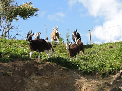 Bild 20 aus  Burgbauernhof am Katzenstein - Ursprünglichkeit des Landlebens gepaart mit Gesundheit und Luxus