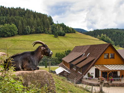 Bild 13 aus  Hansenhof