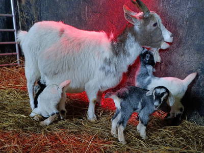 Bild 26 aus  Landhaus Ibs, direkt an der Nordsee