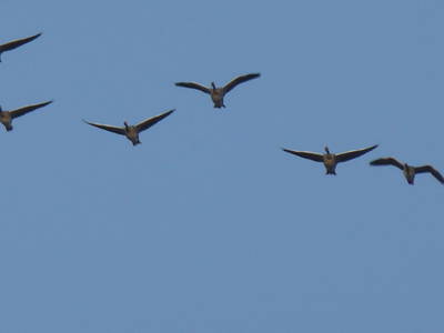 Bild 67 aus  Ferienhaus Gut Rattelvitz-INSEL RÜGEN