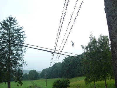 Bild 26 aus  Schneidmühle