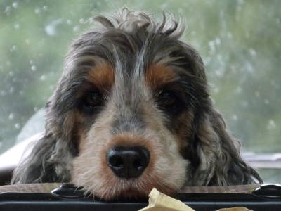 Bild 29 aus  Familienbauernhof Faß