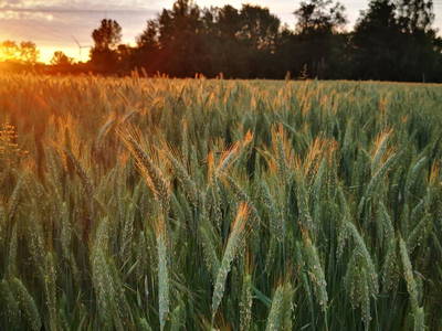 Bild 8 aus  Hof Schulze Harling