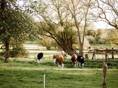 Bild 8 aus  Hof Alte Zeiten