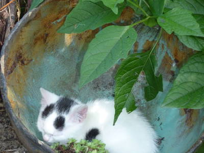 Bild 24 aus  Ferienwohnung Donebauer