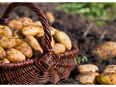 Bild 17 aus  Bauerngut Schiefelbusch