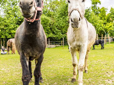 Bild 34 aus  Biobauernhof Peter Anderl Hof