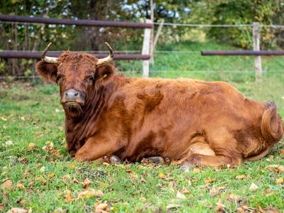 Bild 37 aus  LandSelection Gut Gaarz