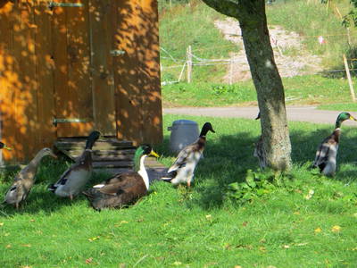 Bild 7 aus  Leihwieserhof