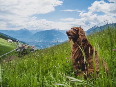 Bild 13 aus  Wiesbauer - Urlaub in Schenna - Südtirol