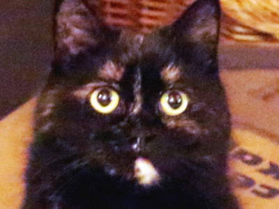 Bild 12 aus  Ferienhof  Moos