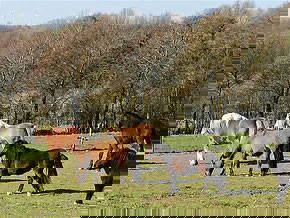 Bild 14 aus  "Höhenhof - Erlebnisbauernhof"