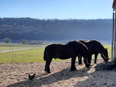 Bild 29 aus  Steigerwälder Zwergenhof ihr kleiner Kinder-Bauernhof für Familien- und Gruppenurlaube