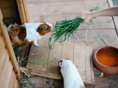 Meerschweinchen füttern