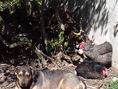 Bild 18 aus  Lautersheimer Gutshof