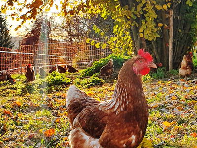 Unsere Hühner