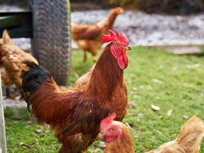 Bild 14 aus  Danielenhof