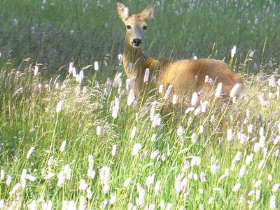 Bild 39 aus  Alte Försterei Wildenthal in Eibenstock - Erzgebirge