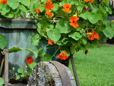 Bild 26 aus  Pension Baarblick