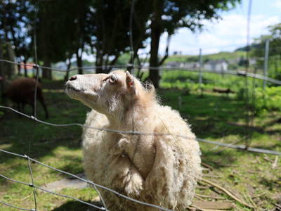 Bild 30 aus  Ferienhof Feinen