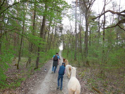 Bild 18 aus  Mainbaumhaus