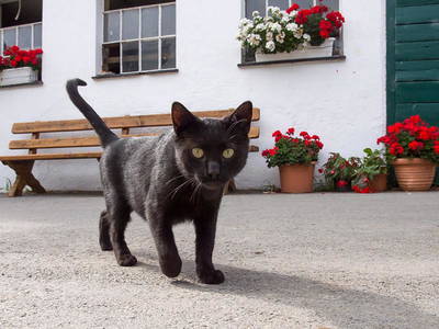 Bild 31 aus  Ferienbauernhof Voß