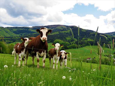 Bild 11 aus  „Hernis-Höfle“ Wohlfühlambiente im Elztal  5⭐️Sterneferien.