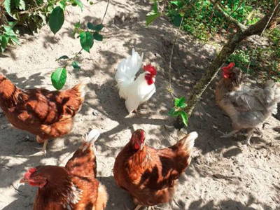 Bild 7 aus  Ferienhaus Landlust