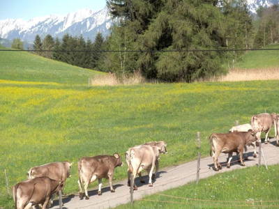 Bild 11 aus  Ferienwohnung Landhaus Waltner