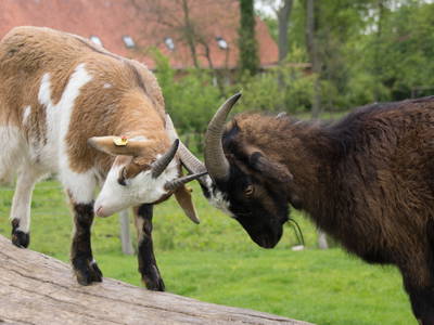 Bild 16 aus  LandSelection Gut Gaarz