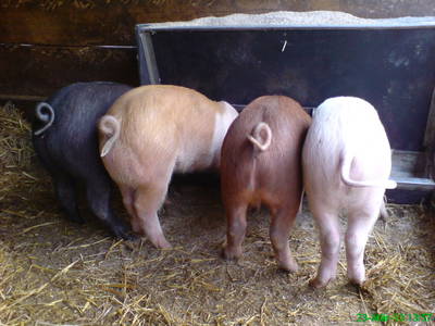 Bild 19 aus  Hof Carmshausen & Pension Hotze