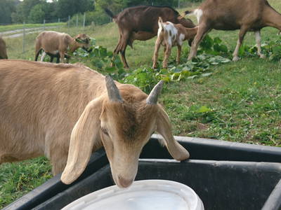 Bild 34 aus  Steigerwälder Zwergenhof ihr kleiner Kinder-Bauernhof für Familien- und Gruppenurlaube