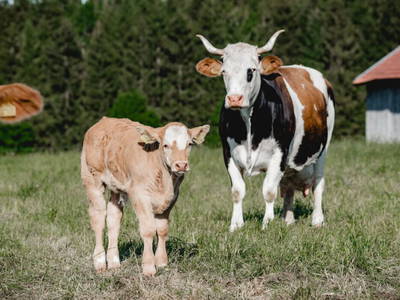 Bild 14 aus  Kimpelehof