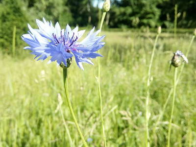 Bild 17 aus  Schloss Neuhausen
