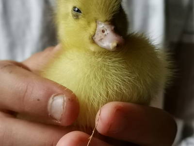 Bild 19 aus  Le Colombié - Ferienhäuser an der Dordogne mieten
