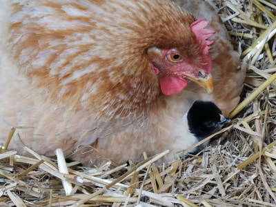 Bild 32 aus  Ferienbauernhof Mau